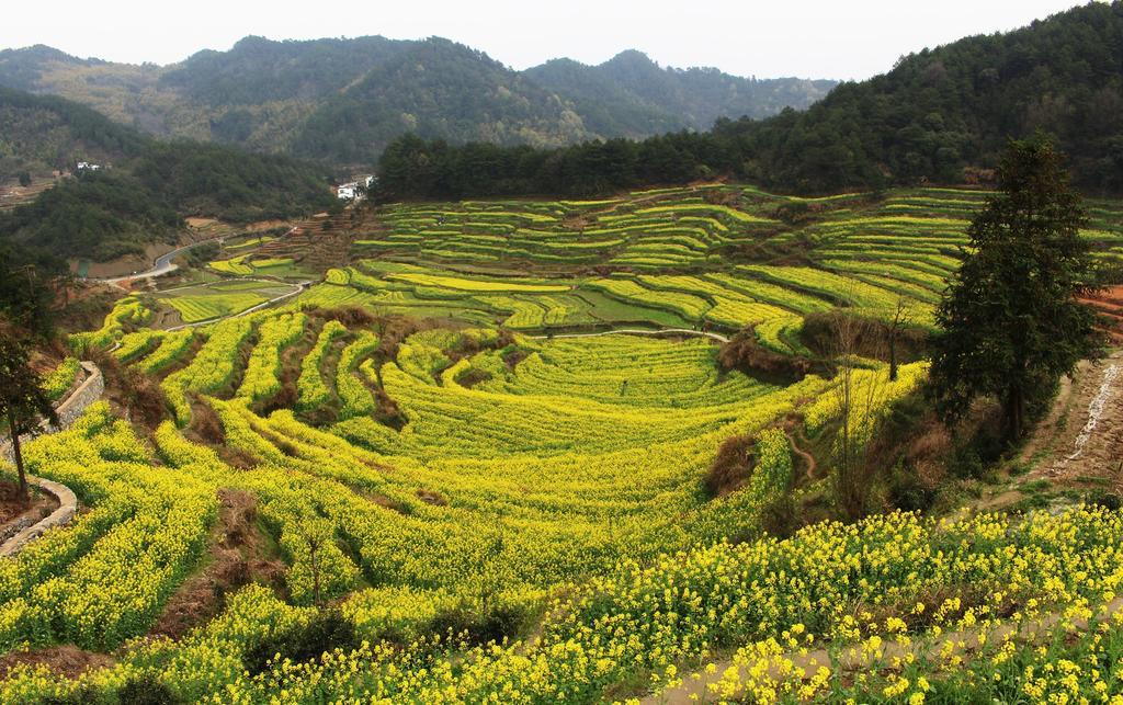 Xigu Resort - Huangshan Zhaixi 객실 사진